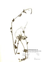 藏品(蒙古高)的圖片